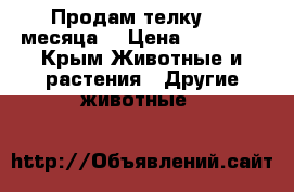 Продам телку 1,3 месяца  › Цена ­ 45 000 - Крым Животные и растения » Другие животные   